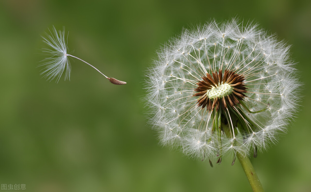 蒲公英的生长习性和药用价值,蒲公英对眼睛复视有药用价值吗