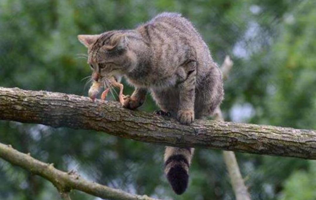 猫的祖先的进化过程,猫的祖先距今有多少年