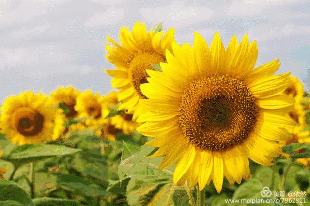 最美的回眸一笑,回眸一笑百态人生