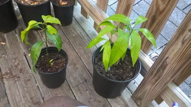 用芒果的种子怎么培养,在花盆里种芒果树能不能长果子