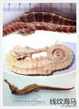 海龙海马配什么可散结,海马配什么散结效果好