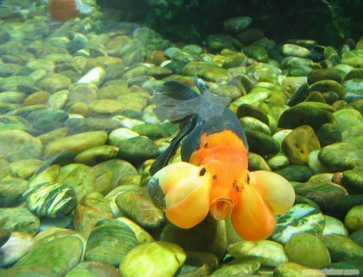 金鱼养几条好风水最好,草金鱼最好养