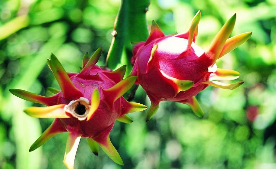 红心白心火龙果有区别吗,怎么从外面分辨红心和白心火龙果