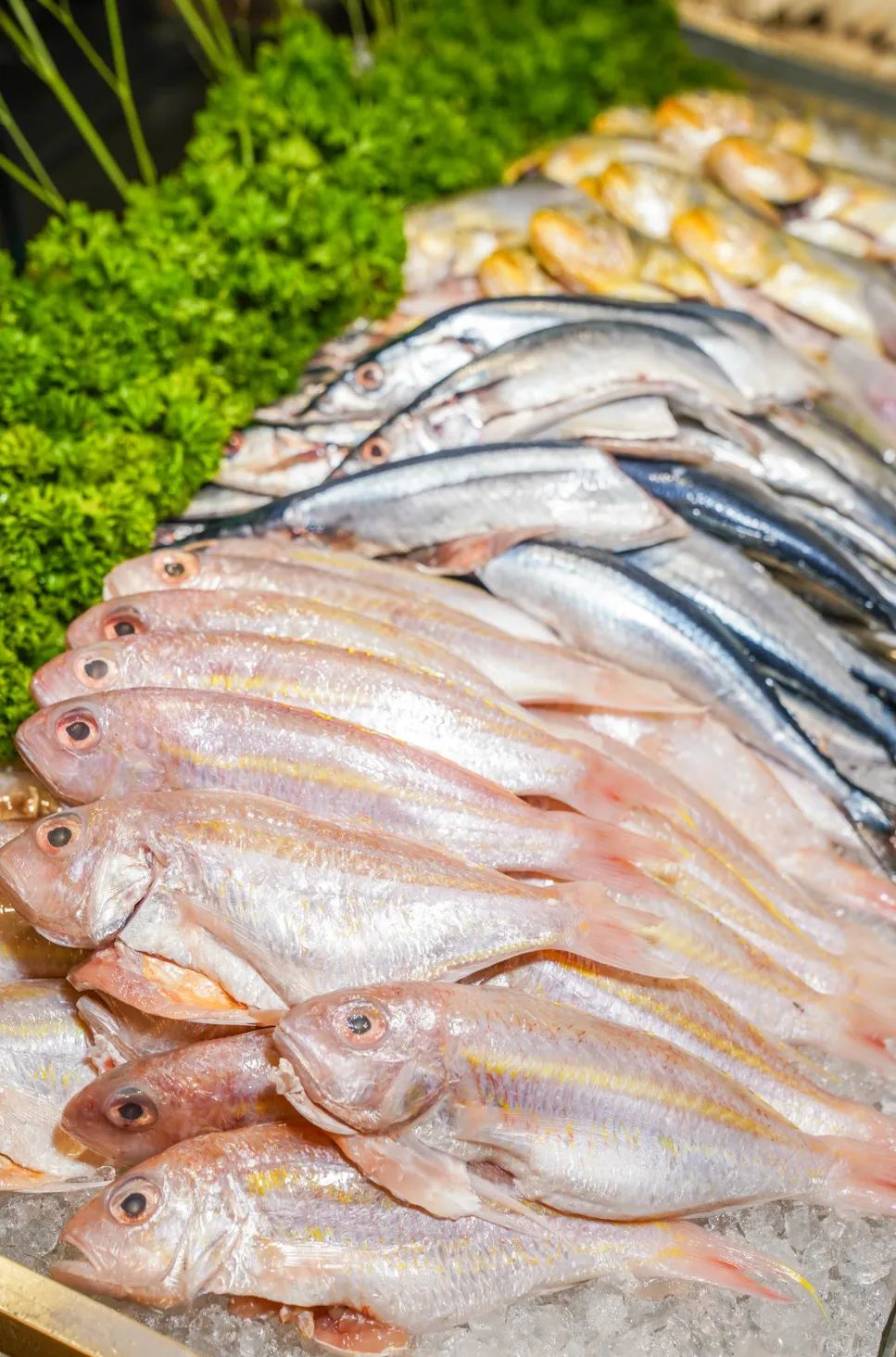 帝王蟹和安格斯,安格斯帝王蟹