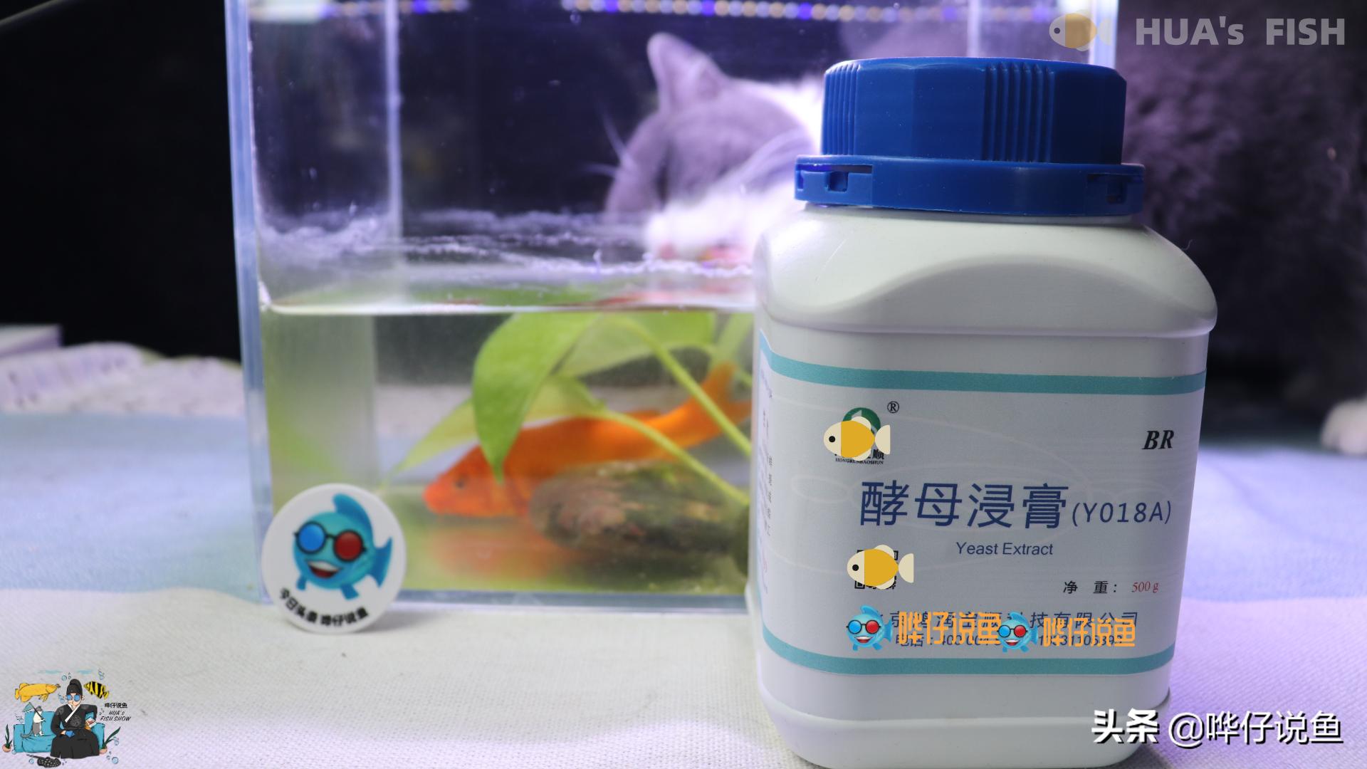 金鱼能喂酵母吗,金鱼喂鱼虫有好的办法