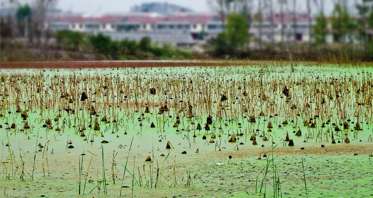 夏季高温蓝藻频发怎么办,盛夏蓝藻怎么防止爆发