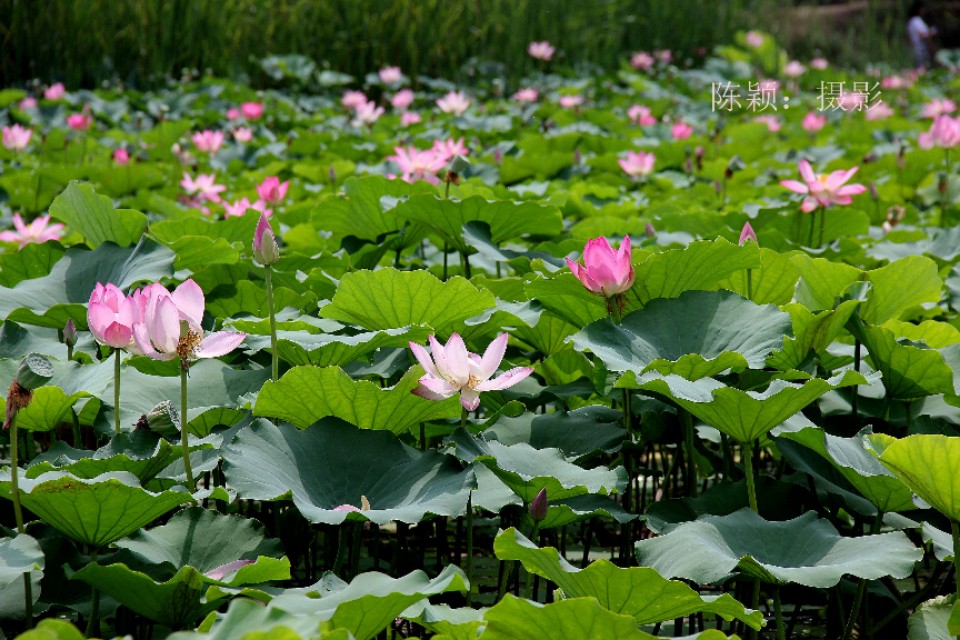 淮阳龙湖赏荷旅游视频,中国淮阳龙湖赏荷旅游月活动启动