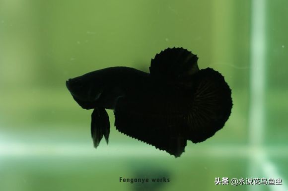 斗鱼哪个品种好养活,斗鱼品种哪个好养