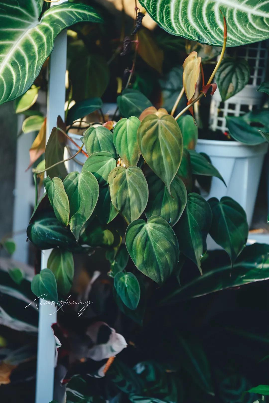 没花园怎么种花？从东北到广东，4位大神在室内种出植物园，绝美