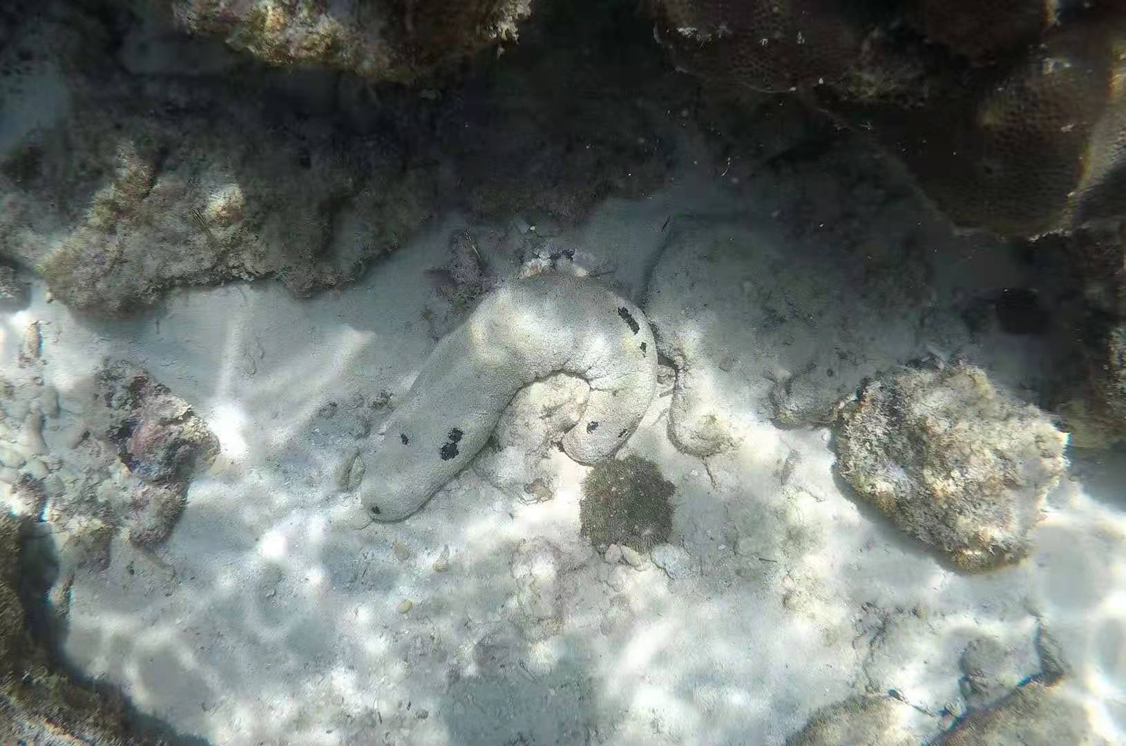 泰国普吉岛斯米兰岛旅游攻略,泰国旅游普吉岛的夏天皮皮岛浮潜