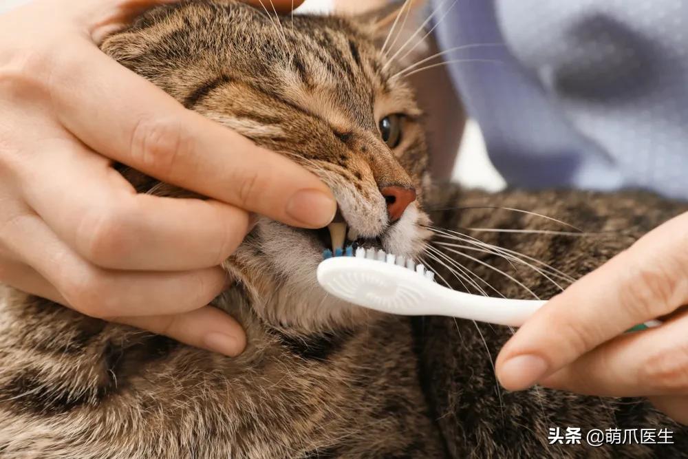 猫味道大是为什么,猫的味道和气味有什么区别