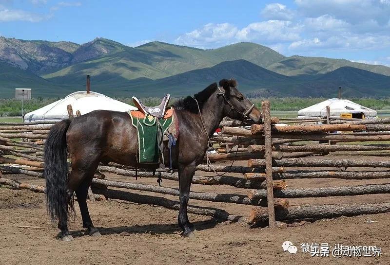 世界最好的十个品种马 (世界上最美丽的10类品种马)