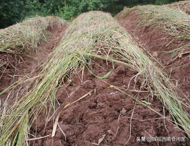 大田种大球盖菇如何冬季出菇,大球盖菇栽培技术分析图