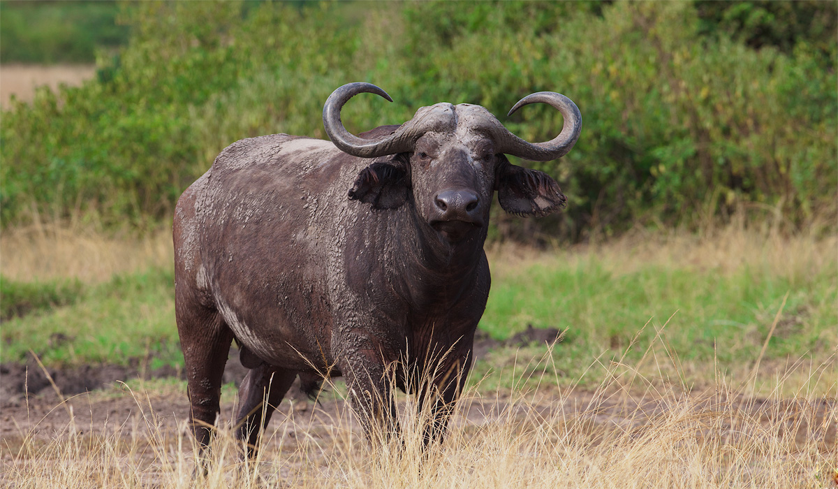 非洲野生动物中的五霸，实力应该如何排序？