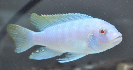 养观赏鱼小知识大全,养观赏鱼知识大全