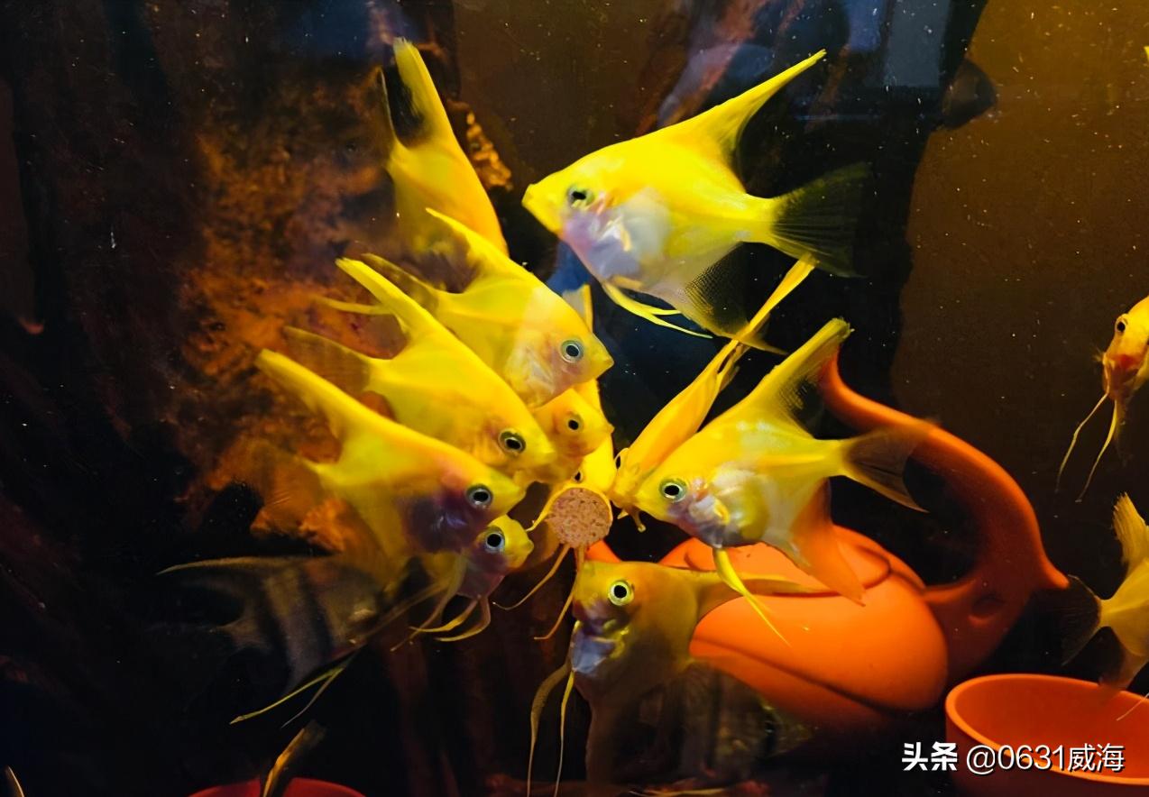 鱼缸硝化细菌的正确使用方法,鱼缸硝化细菌通常多久能稳定