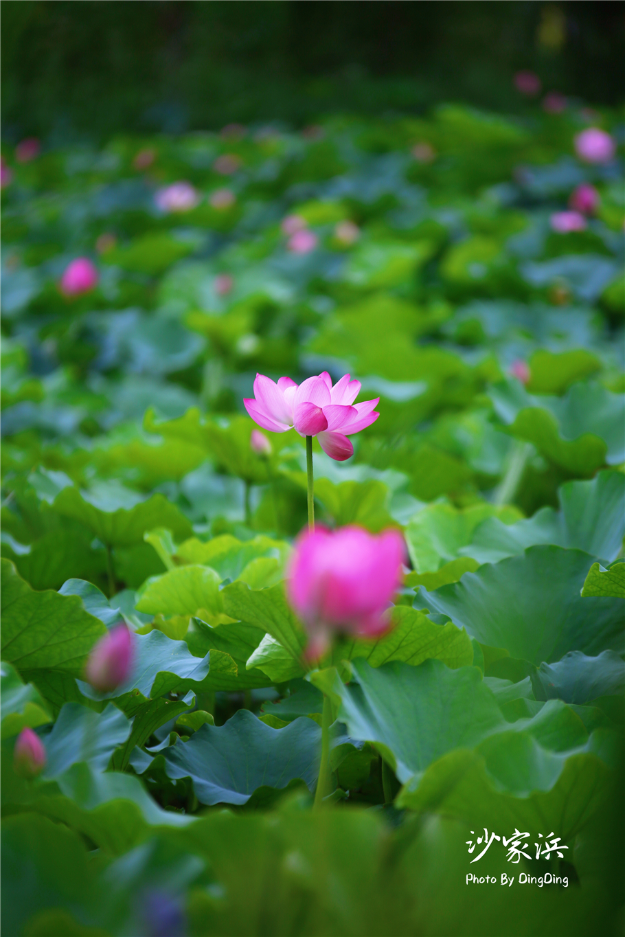 常熟哪里有荷花,江苏常熟荷花景区