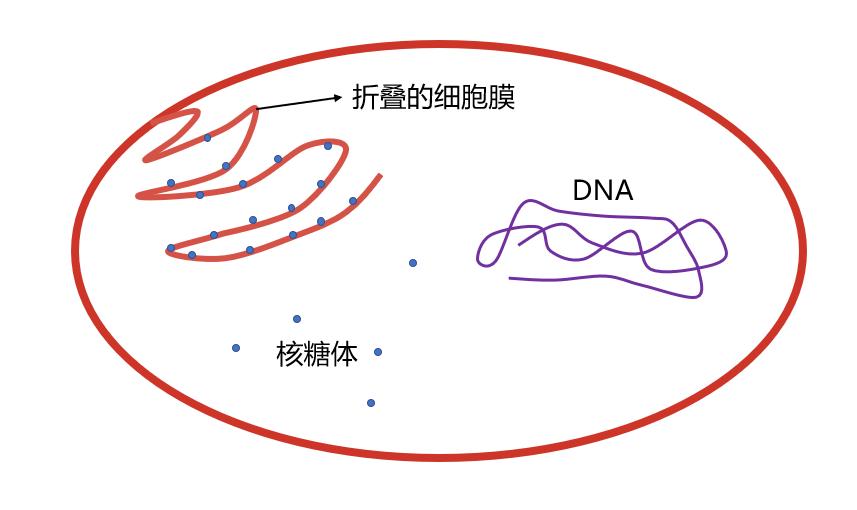 舌尖上的进化史：21亿年前的吃货细菌，最终演化成人类