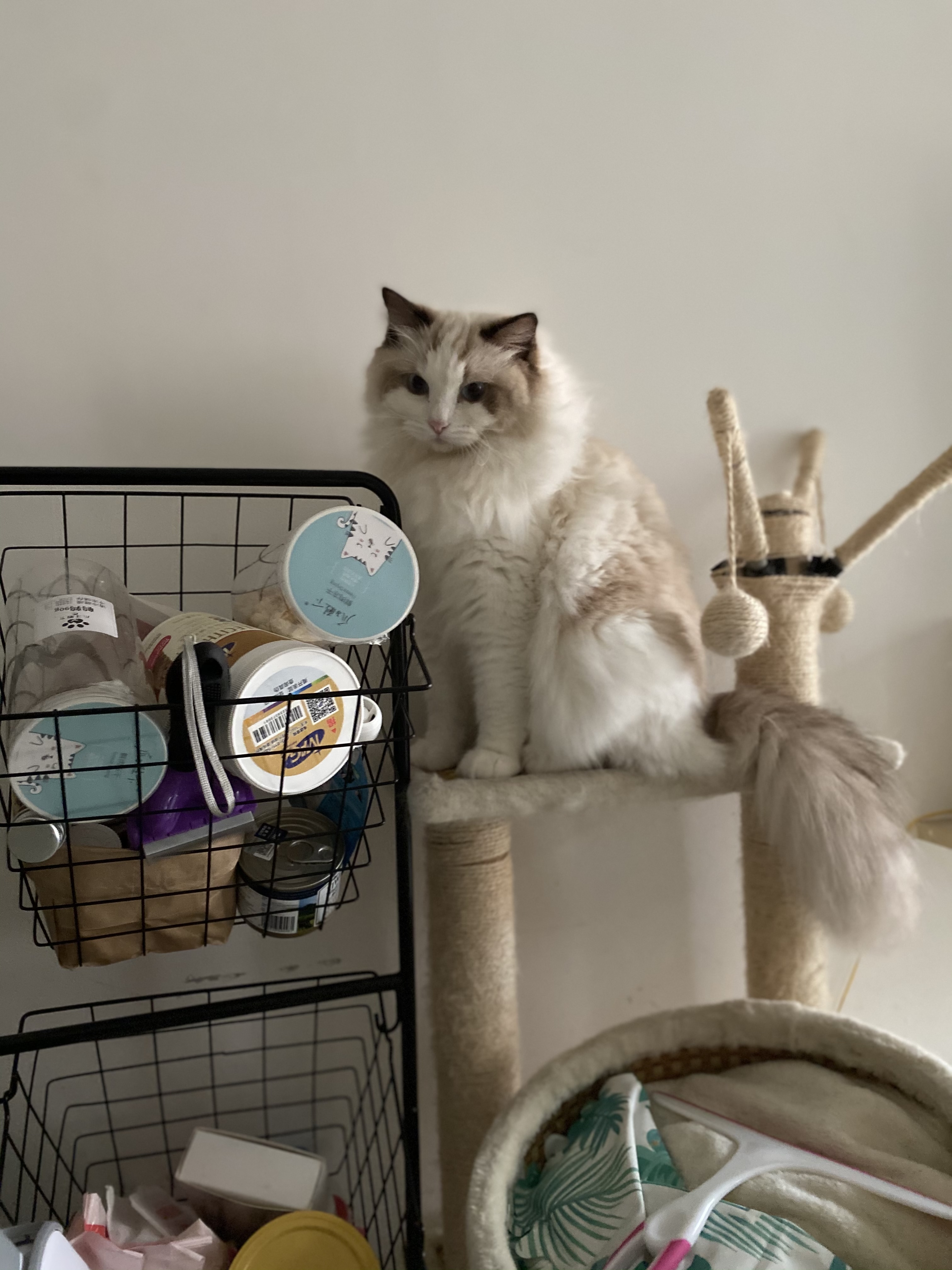 布偶猫根据情况会做出怎样的反应,小预算买布偶猫