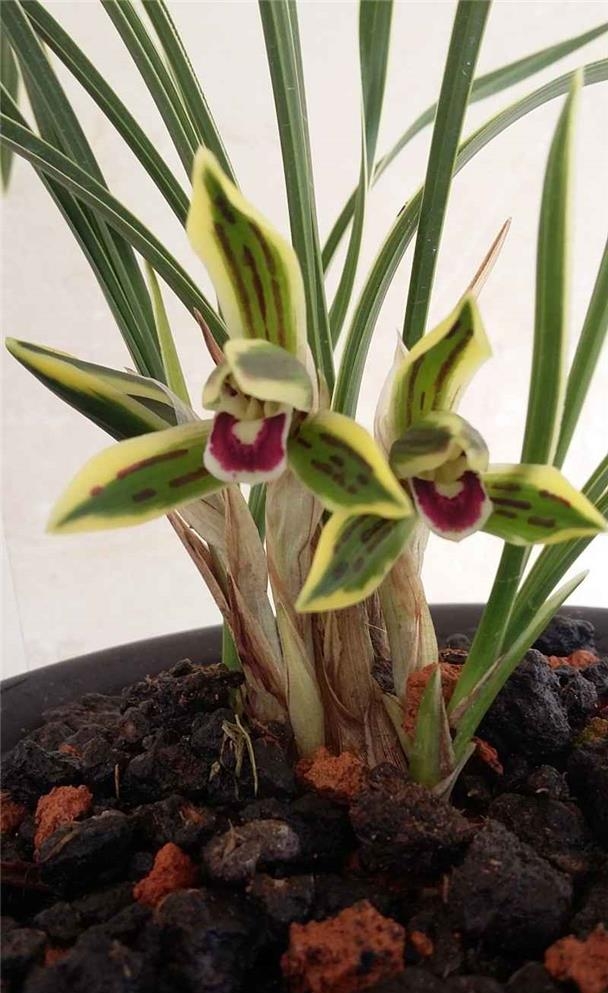 北方五月兰花管理,北京养兰花注意什么事项