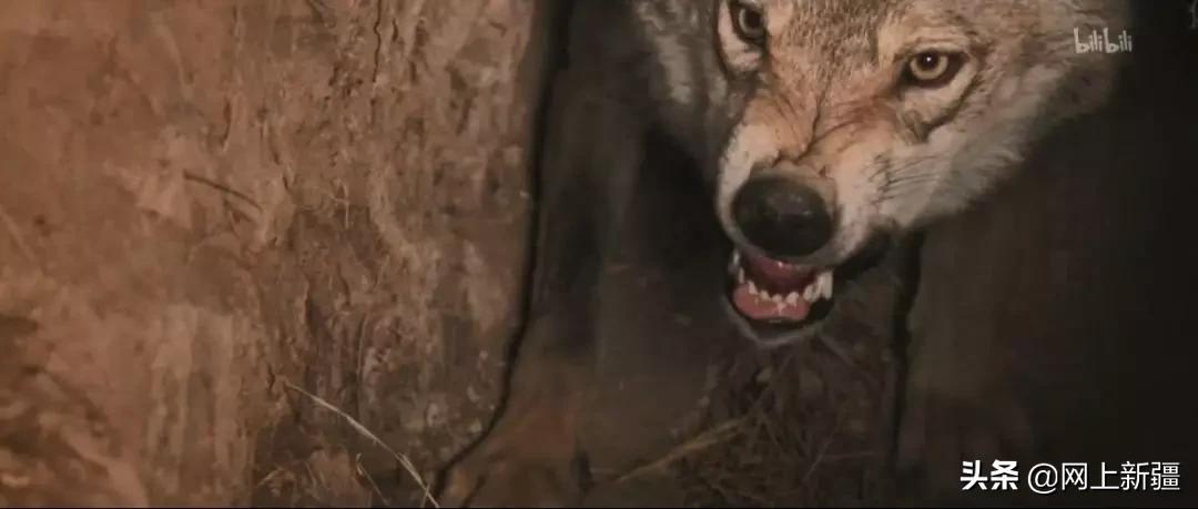 这位“女汉子”在*疆新**，把狼养成了哈士奇，就是经常揍狼的那个