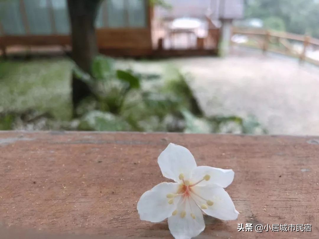 从化旅游景点大全樱花,从化樱花旅游景点