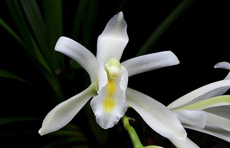 最好的兰花品种图片及名称大全,各种兰花品种详细介绍大全