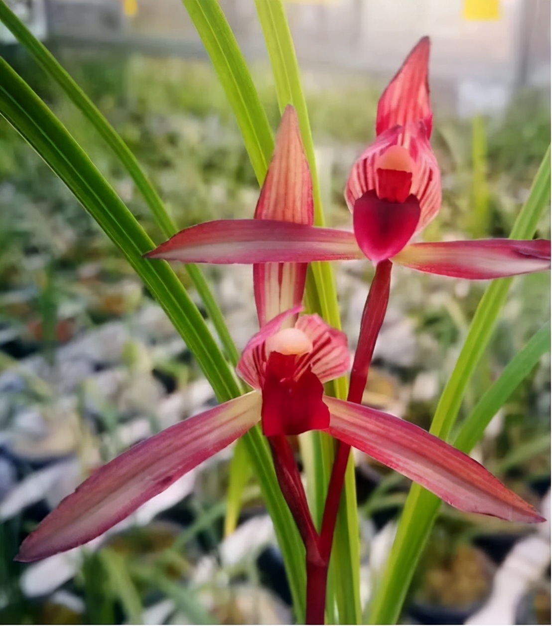 大美滇红兰花,莲瓣滇红素兰花图片