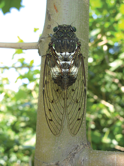动物世界中最小的昆虫,动物世界最奇特的鸟