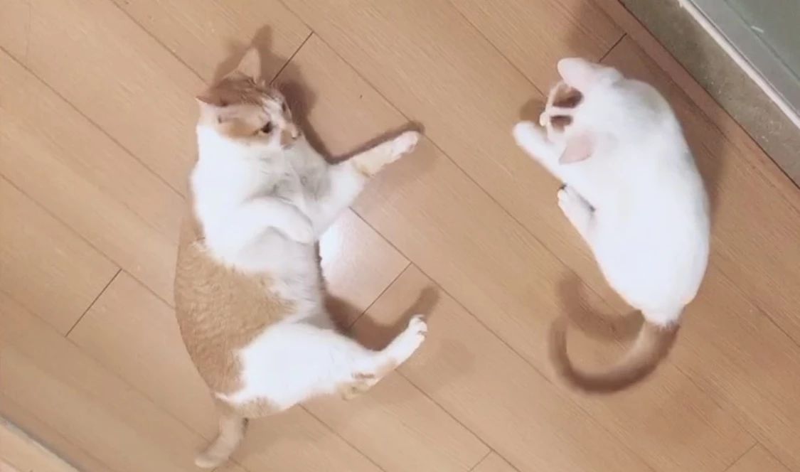 猫三联打一针就能预防猫瘟吗,家里母猫得猫瘟小奶猫咋预防