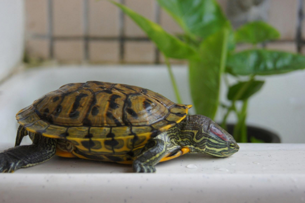 适合在城市里当宠物来养的乌龟,可以当宠物养的乌龟