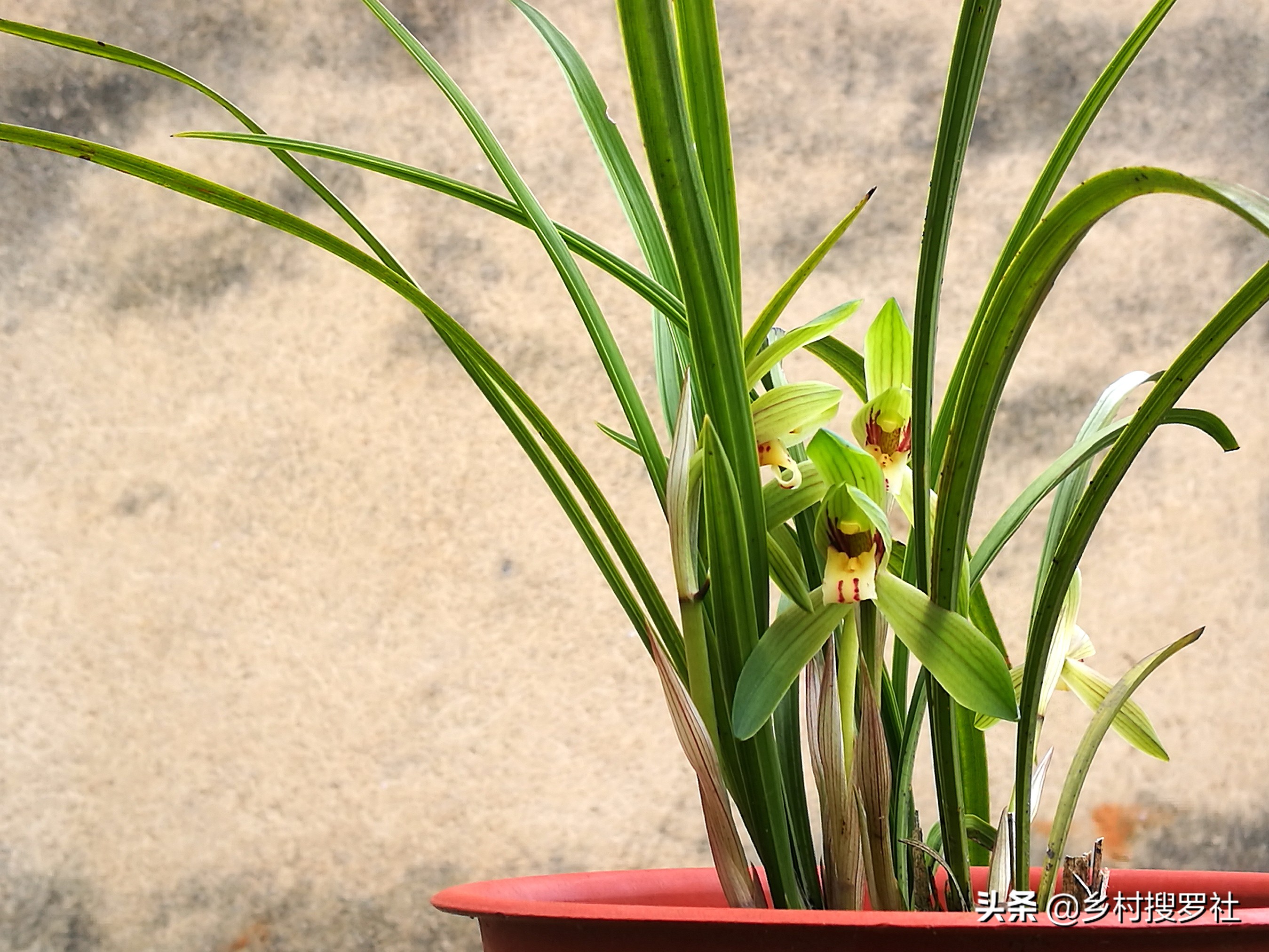 兰花如何栽培才长得好,兰花如何栽培才能长得茂盛