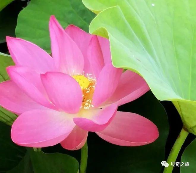 郑州赏荷花攻略,中国赏荷必去的地方