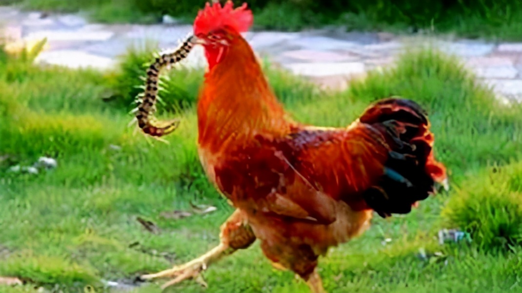 有剧毒的蜈蚣为什么怕公鸡,蜈蚣这么毒性为什么不毒死公鸡