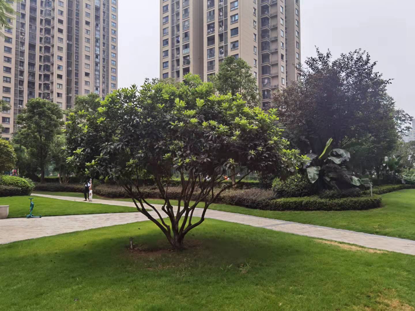 最适合庭院栽种的果树,适宜庭院种植的观赏果树