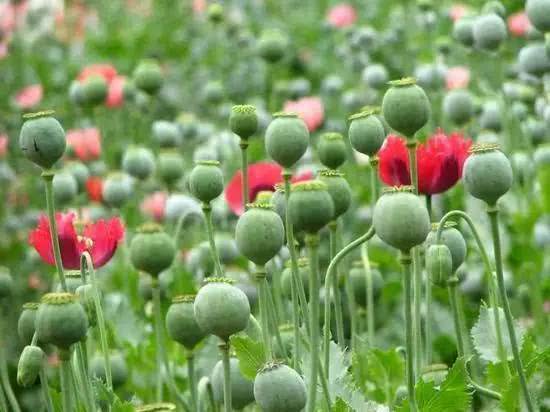 衡水市公安局回放记录,衡水冀州中学杀人案警方通告