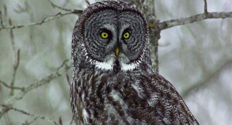 武术明劲训练方法,武术中秘传的眼功