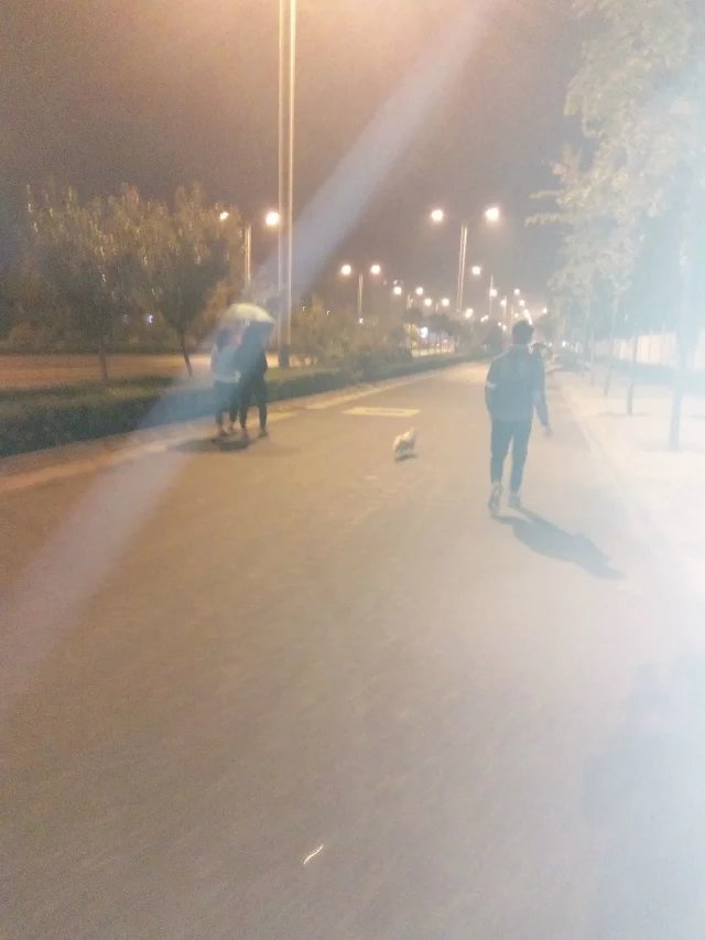 东北的狗狗跟东北人一样,陕西忠实的狗