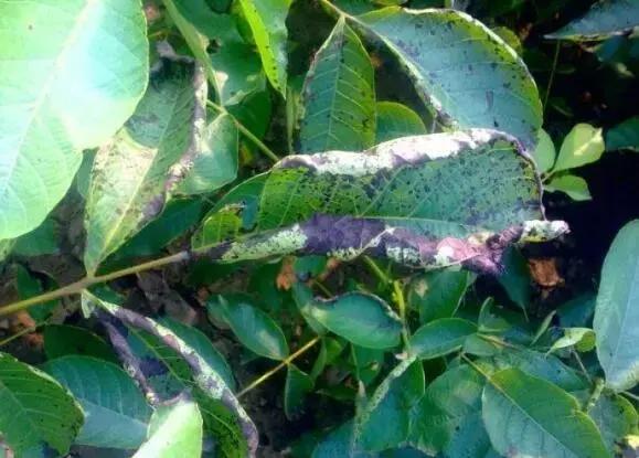 夏季大棚辣椒病虫害防治技术,夏季柑橘病虫害预测预报