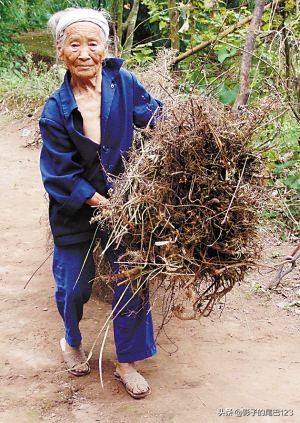 锜掕泧濞朵翰鏁呬簨澶у叏,锜掕泧濞朵翰