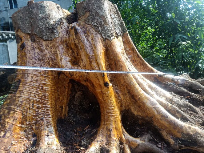 金丝楠乌木家具价格,金丝楠乌木木雕大全