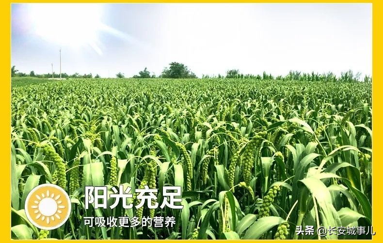 那年愿,那年愿产品介绍