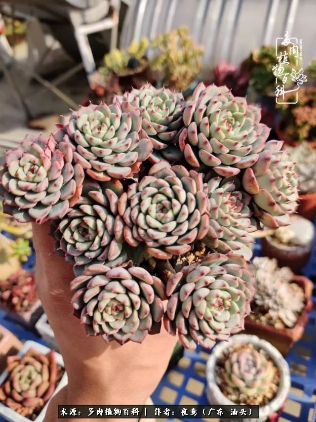 广东春天多肉图片大全,这个季节的多肉状态是最美的