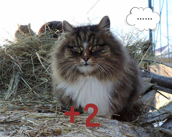 圣诞节的喵星人霸气又略萌，猫奴必看！又骗我养猫？