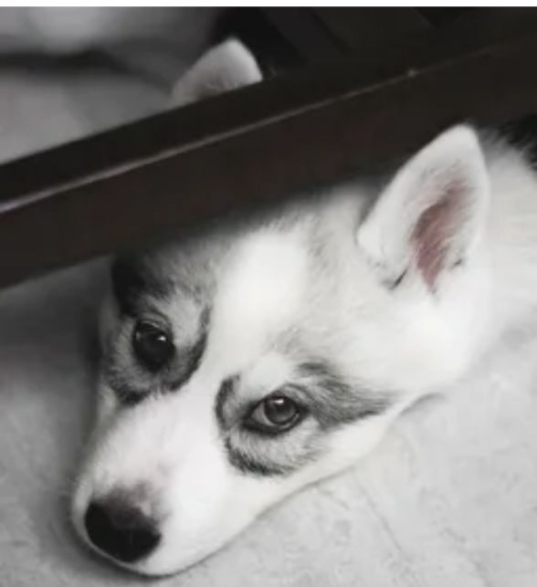 西伯利亚的二哈犬,俄罗斯真正的西伯利亚雪橇犬