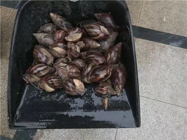 雨后大蜗牛携带传染病,蜗牛会引起肺结核吗