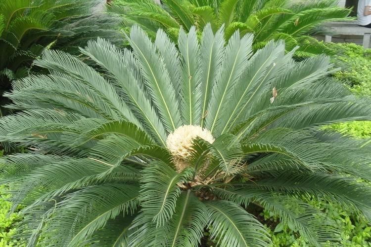 苏铁和银杏都被称为活化石,苏铁能被称为活化石的原因