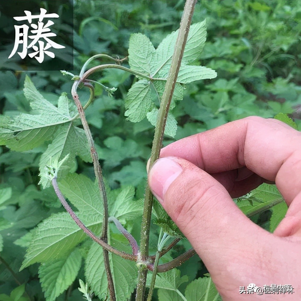 拉拉秧加艾草煮水泡脚能治腹泻吗,拉拉秧煮水能治宝宝拉肚子吗