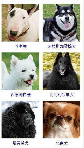 狗狗品种大全及图片超可爱宠物狗,宠物狗的常见品种名称大全