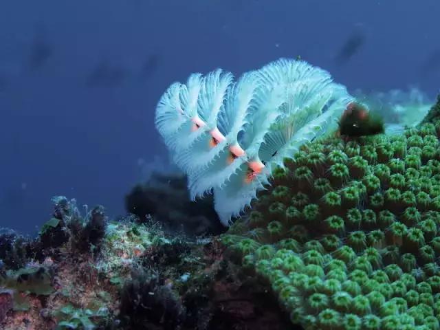 五彩斑斓的海底,五彩缤纷的海底世界介绍